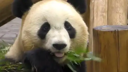 熊猫的表情包又更新了,看到真容的我们直呼太可爱了 熊猫的表情包又更新了,看到真容的我们直呼太可爱了