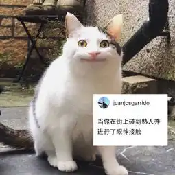 尬笑猫咪表情包系列