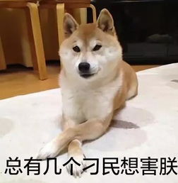  还有比哈士奇二的狗狗,它叫柴犬