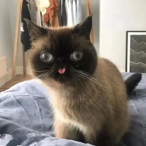 全网最会吐舌头的略略略之王来咯,小煤球时时刻刻能把你萌翻 全网最会吐舌头的略略略之王来咯,小煤球时时刻刻能把你萌翻