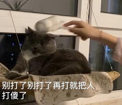 好人表情包养猫