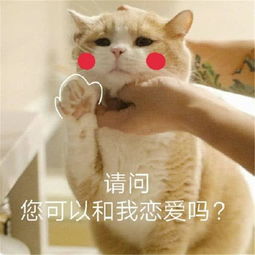  沙雕猫咪表情包