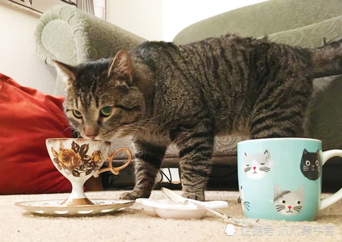  橘猫一脸悲伤站在雪地里,拍打着一扇玻璃门放我进去暖和暖和吧