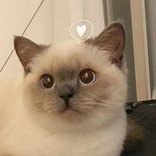  最近不错火的情头来啦