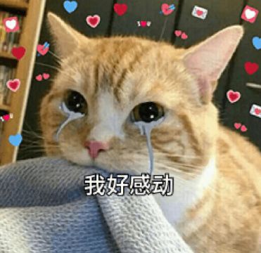  妹子斥资俩罐请流浪猫抓老鼠,它兢兢业业地蹲守三天网友孩子真仗义
