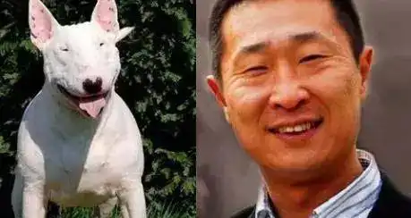 盘点那些撞脸明星的狗狗们 盘点那些撞脸明星的狗狗们