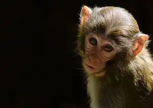 令人怜悯的表情 令人怜悯的表情