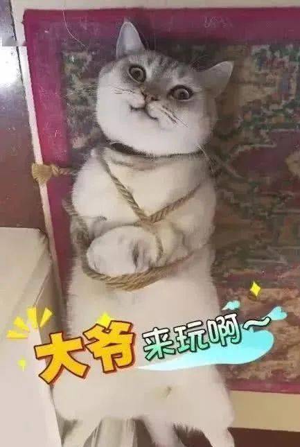 猫咪太调皮被主人五花大绑猫咪的表情令主人崩溃