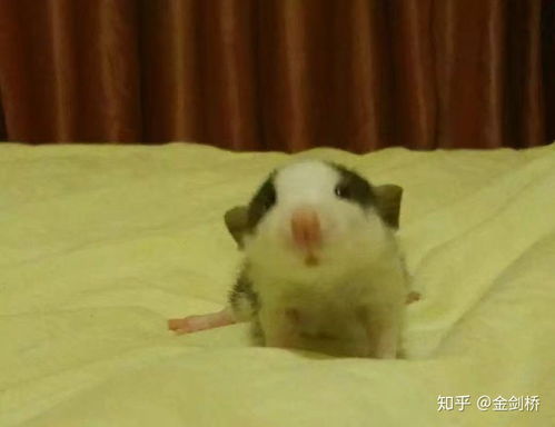 金丝熊花枝鼠仓鼠金花松鼠哪一个养起来比较亲人温顺味道不大而且在寝室能养的 金丝熊花枝鼠仓鼠金花松鼠哪一个养起来比较亲人温顺味道不大而且在寝室能养的