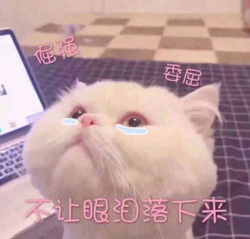  可爱猫咪表情包第一弹姐妹们我给你讲哦,男人说的话千万不要信