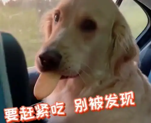 山东一小主人拿着饼干睡着,金毛经过一番思想争斗可算吃着了