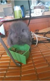 聪明可爱灰色垂耳兔,快3个月了送一切周边天津红桥区其他小宠 聪明可爱灰色垂耳兔,快3个月了送一切周边天津红桥区其他小宠