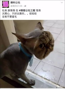  请问你给猫咪剃成这样,和虐猫有什么区别