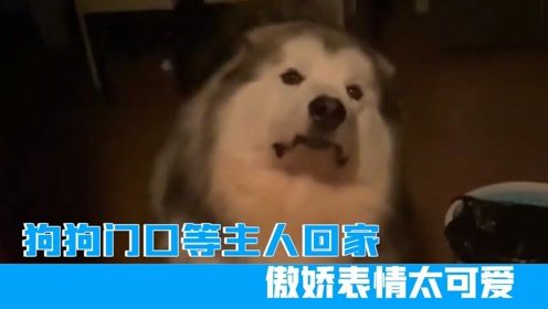  江苏一狗狗门口等主人回家,傲娇表情太可爱,狗狗还知道回来
