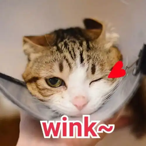 猫咪老师表情包带字wink
