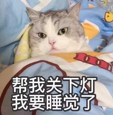 我想养只猫咪,可是担心花销太高