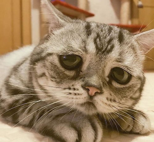 明明很受主人的宠爱忧郁猫每天同样表情让大家想抱紧处理 明明很受主人的宠爱忧郁猫每天同样表情让大家想抱紧处理