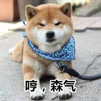  深圳还有这些地方可以遛狗,你知道吗