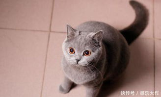  英国短毛猫常见的疾病,你知道几种别忽视了这些问题