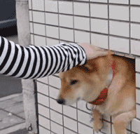 震惊被狗舔后也可能得狂犬病 震惊被狗舔后也可能得狂犬病