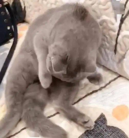  蓝猫刚上完厕所,就开始舔毛,主人一回头看到它的表情笑喷了