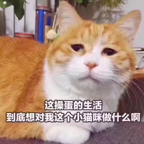 一脸忧郁的猫表情包懵逼