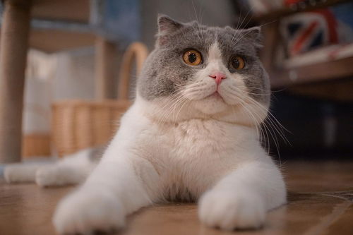  养猫之前一定要做哪些功课