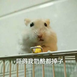  这个仓鼠叫什么可以把表情包发给我吗,谢谢