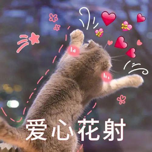 猫妈生下双头娃,医生断言活不久,可它却靠着两张嘴活了15年