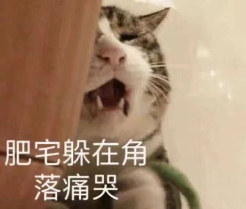  新垣结衣结婚,佟丽娅离婚,只有我还在单身,吃了狗粮一吨