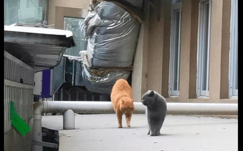 玩蛇表情包橘猫