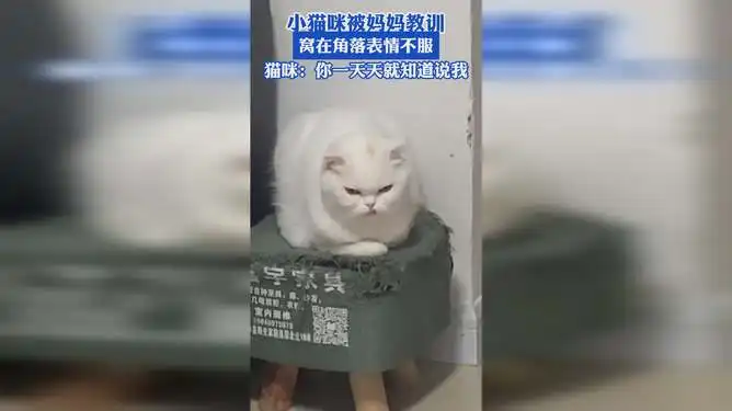 小猫咪被妈妈教训,窝在角落表情不服,猫咪你一天天就知道说我 小猫咪被妈妈教训,窝在角落表情不服,猫咪你一天天就知道说我
