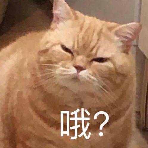  第69期喵表情你要实在闲,就给我来当两天qq宠物