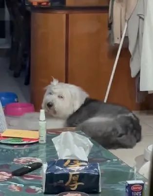  生气主人不带它散步,古牧的眼神里都有杀气了...