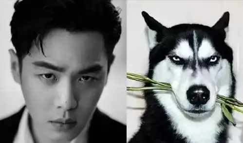 张若昀哈士奇表情包唐艺