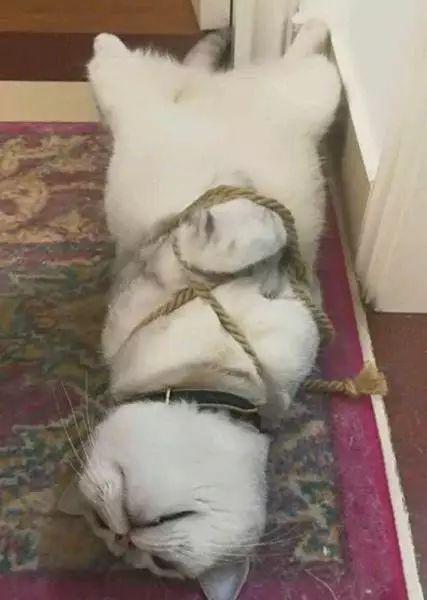  喵星人把厨房毁了后,铲屎的竟然全尸你别走网易订阅