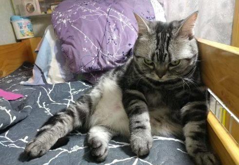  猫咪受委屈有6个表现,再不补救,就会失去它了