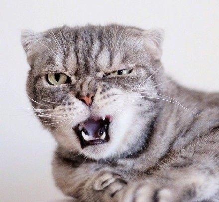  一脸凶狠表情的小猫咪,真是天生的表情包贡献者