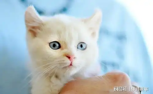 猫咪呕吐表情包打滚