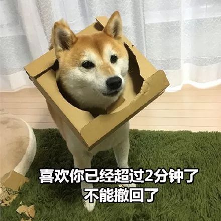  狗都比你会说情话