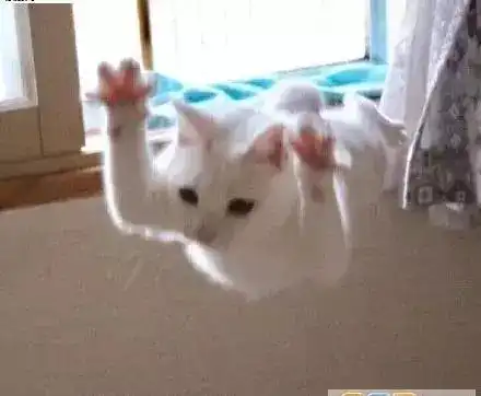 猫咪老师表情包带字猫咪