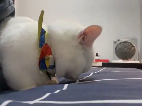 我保证下次放屁,还要给你闻一看表情就知道你没闻够吼 我保证下次放屁,还要给你闻一看表情就知道你没闻够吼