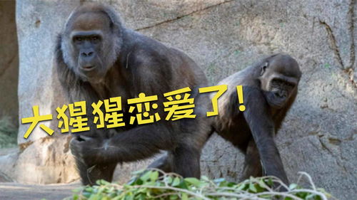  大猩猩自从恋爱后,整个就开始抽风了,你看那高兴样