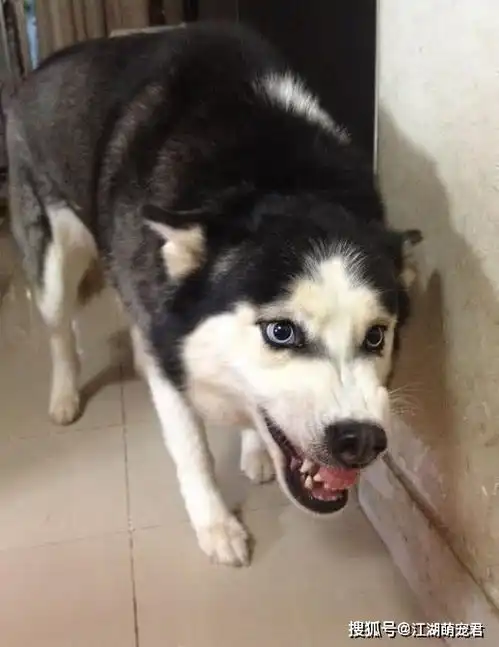 狗狗护食严重怎么办6个步骤,教你解决狗狗护食行为 狗狗护食严重怎么办6个步骤,教你解决狗狗护食行为