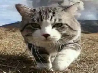 猫咪呕吐表情包猥琐萌