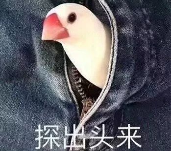  每日表情聊天斗图专用