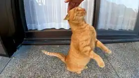 后山的猫牛奶狸花猫不知道是在打喷嚏还是吐毛球,不过后面没有吐出来就是了 后山的猫牛奶狸花猫不知道是在打喷嚏还是吐毛球,不过后面没有吐出来就是了