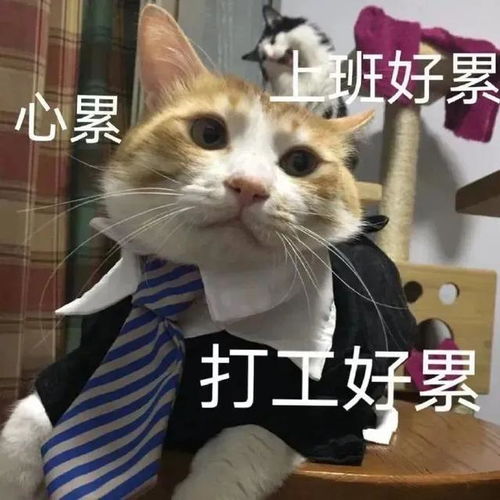  表情包公主真的不想打工了