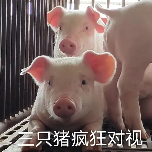 三只猪疯狂对视可爱小动物表情包 三只猪疯狂对视可爱小动物表情包