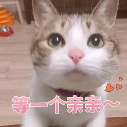  表情包丨来一组超萌的猫咪表情